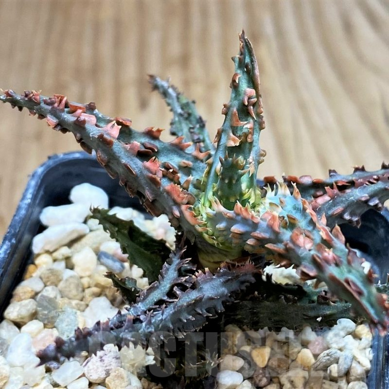 SH3242 Aloe TCT hybrid