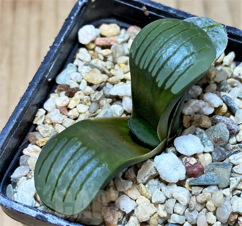 SH3287 Haworthia springbokvlakensis