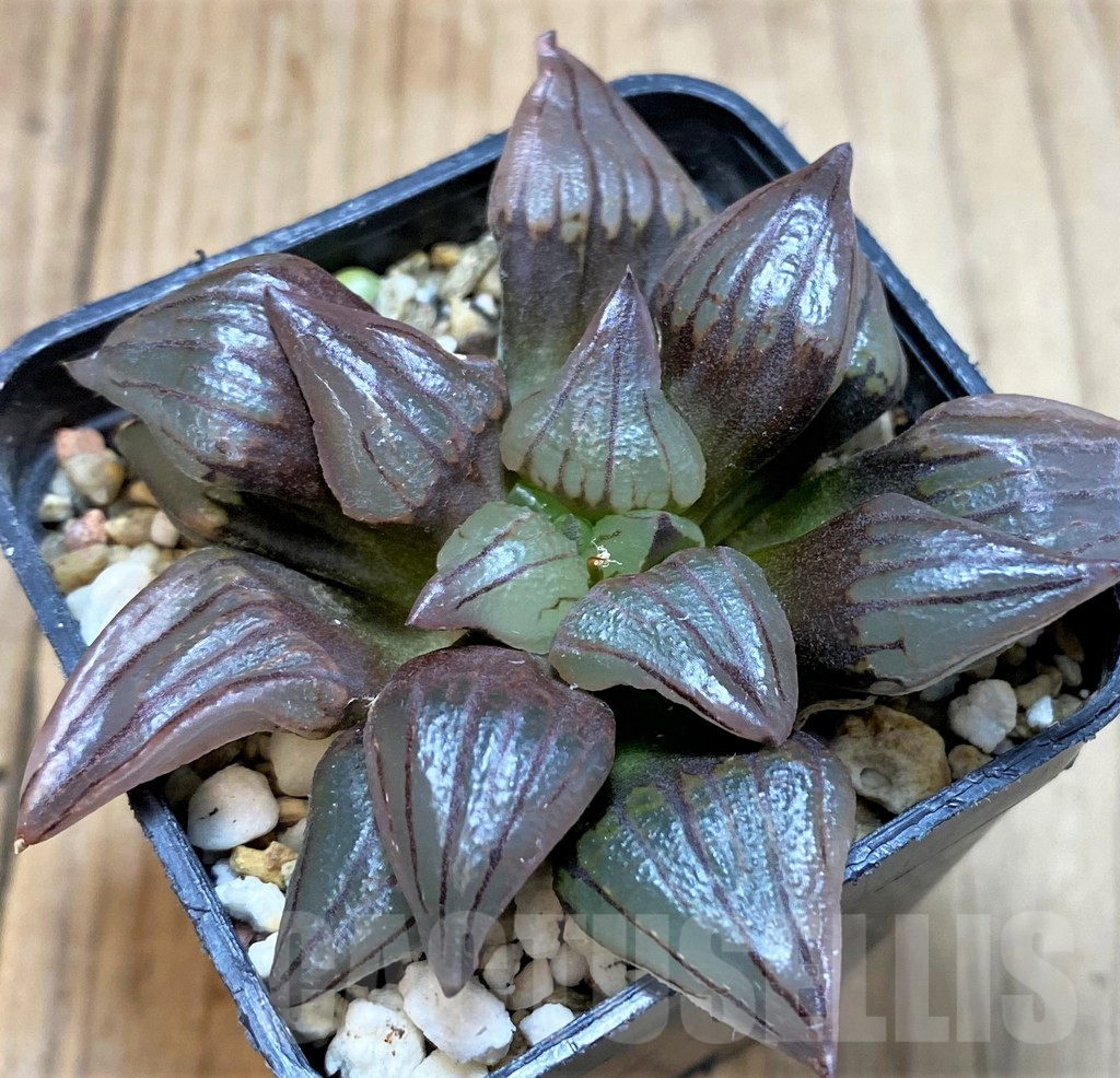 SH3290 Haworthia atrofusca 'Watermelon' - Image 2