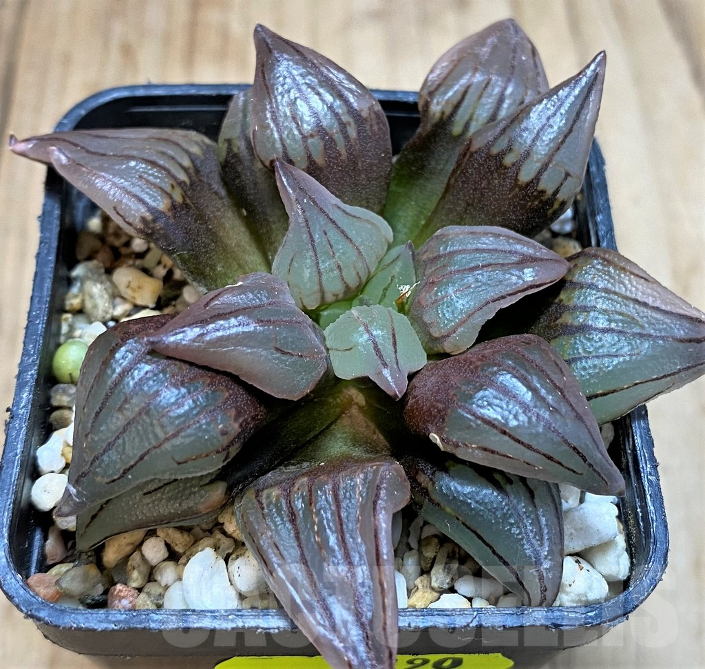 SH3290 Haworthia atrofusca 'Watermelon'