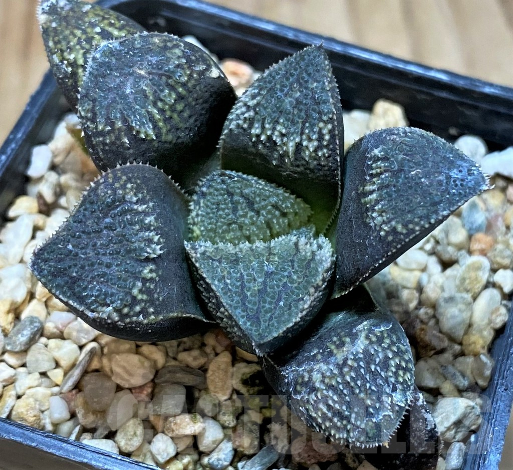 SH3291 Haworthia 'Kegazato' hybrid - Image 2