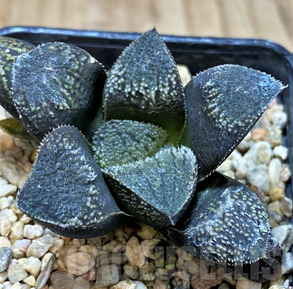 SH3291 Haworthia 'Kegazato' hybrid