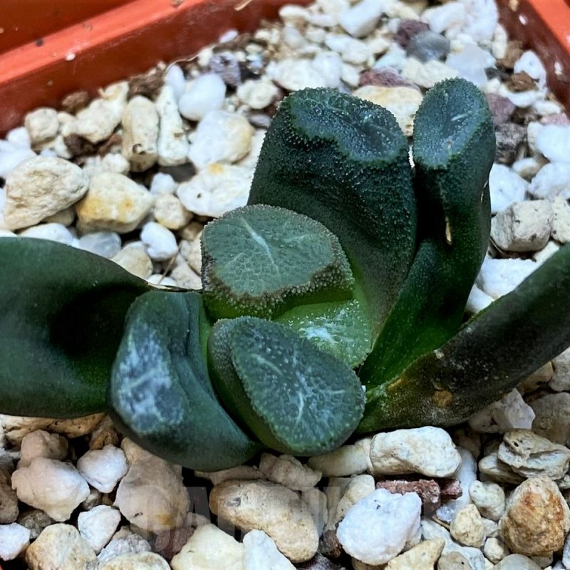 SH3292 Haworthia maughanii -Japan-