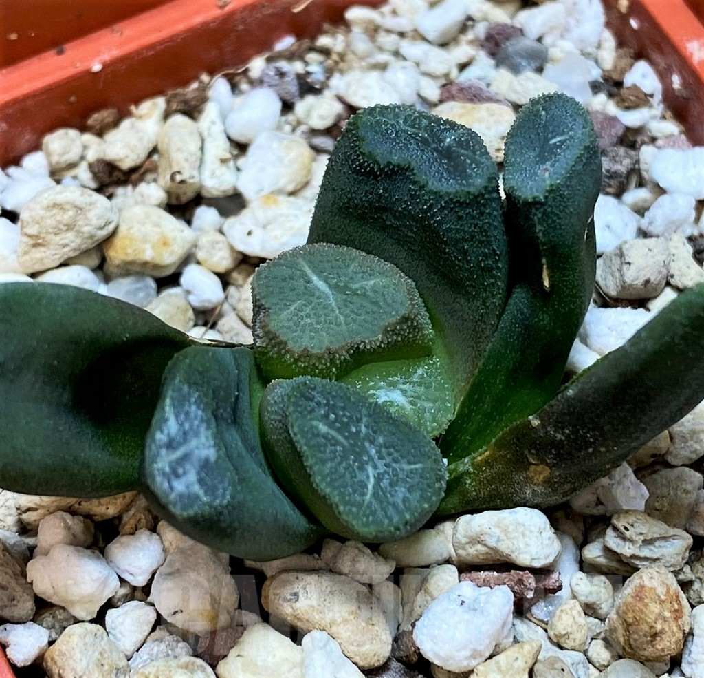 SH3292 Haworthia maughanii -Japan-