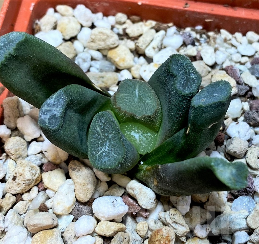 SH3292 Haworthia maughanii -Japan- - Image 2
