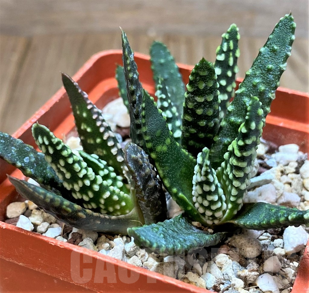 SH3293 Haworthia pumila SH, seedling 3 plants - Obrázek 3