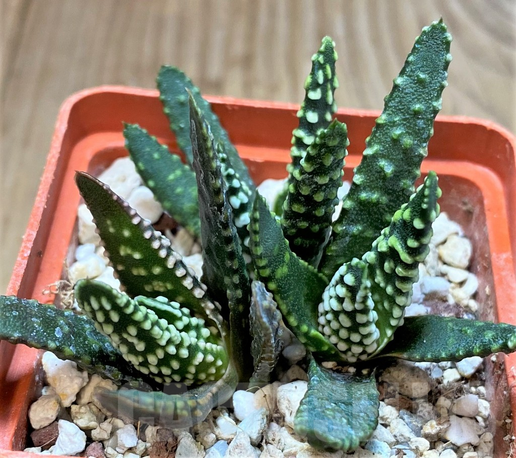 SH3293 Haworthia pumila SH, seedling 3 plants - Obrázek 2