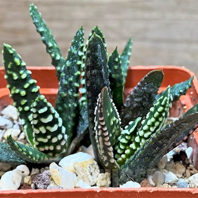 SH3293 Haworthia pumila SH, seedling 3 plants