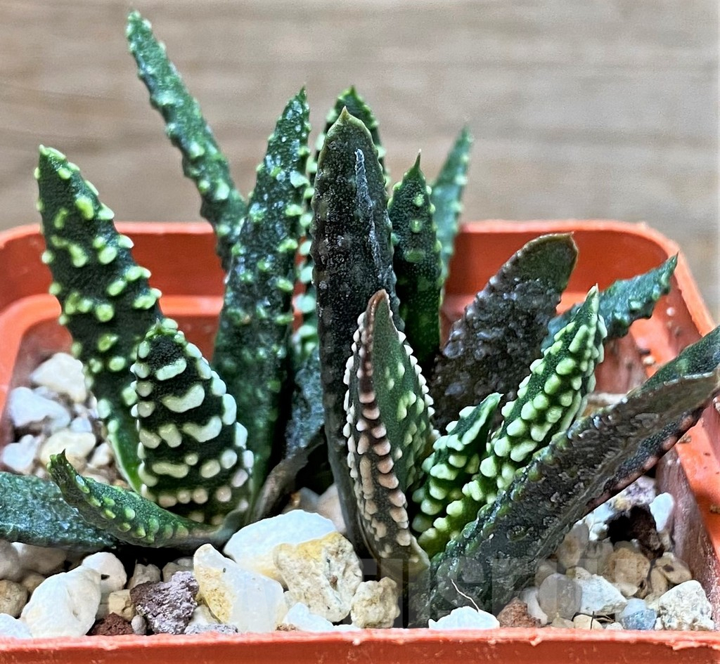 SH3293 Haworthia pumila SH, seedling 3 plants