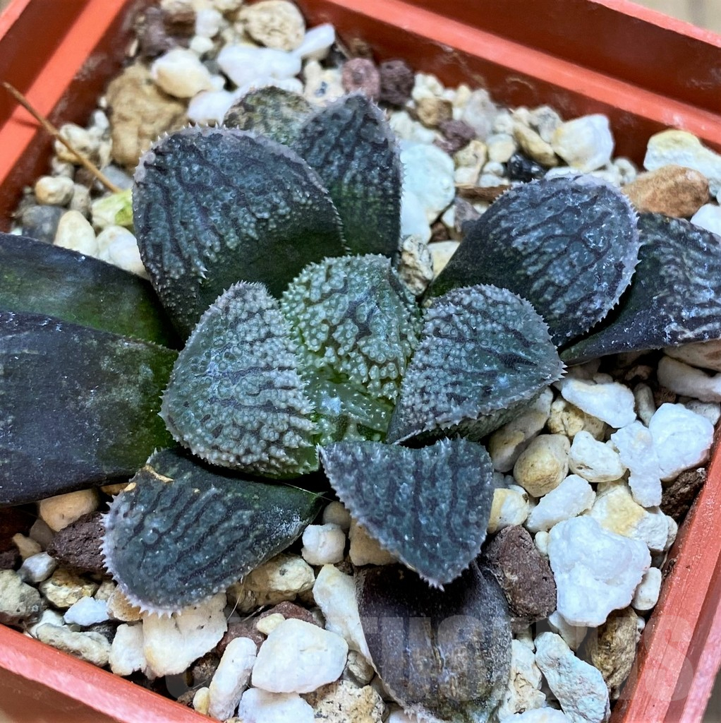 SH3295 Haworthia ‘Mordor’