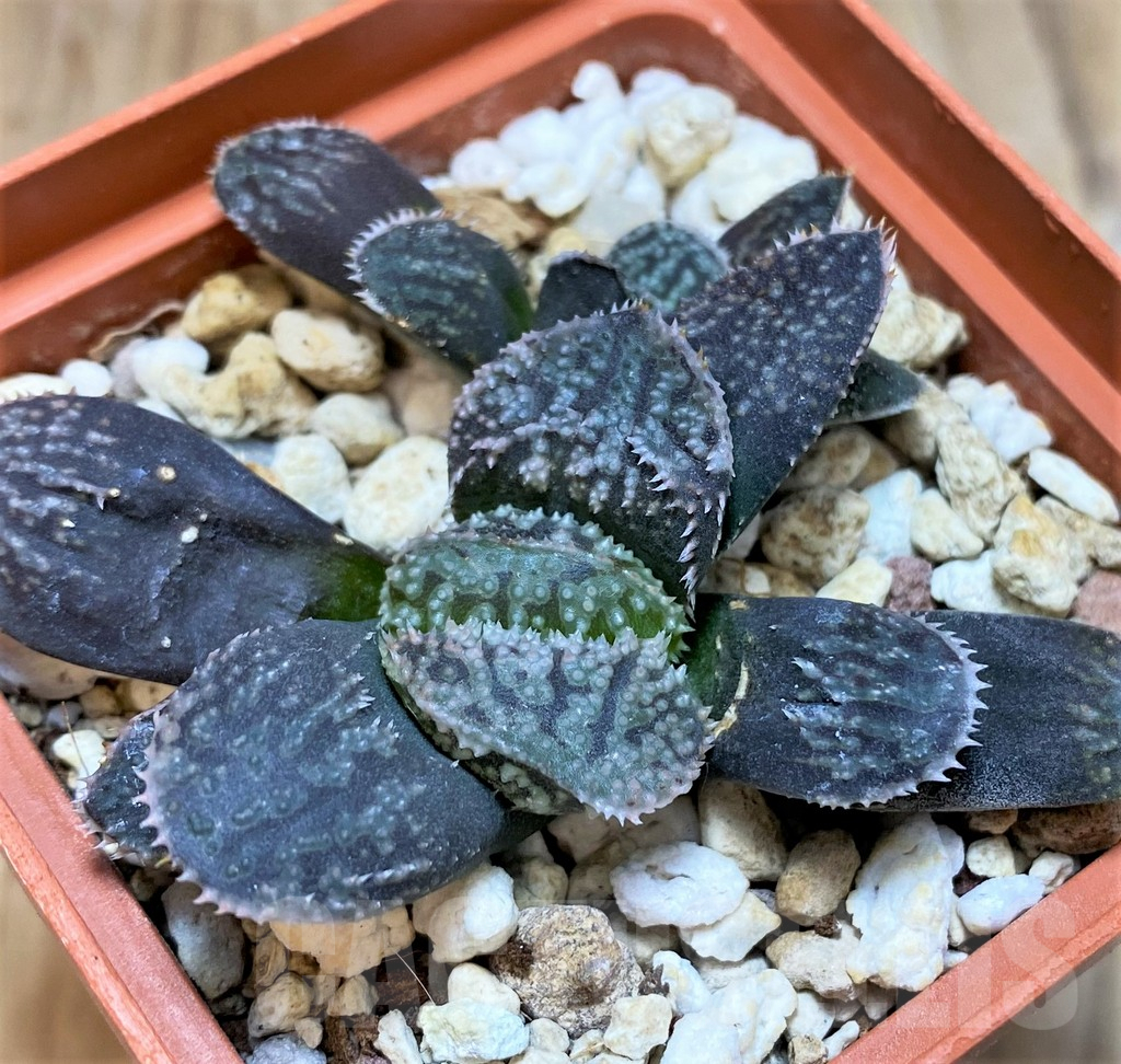 SH3296 Haworthia ‘Mordor’, 2 plants