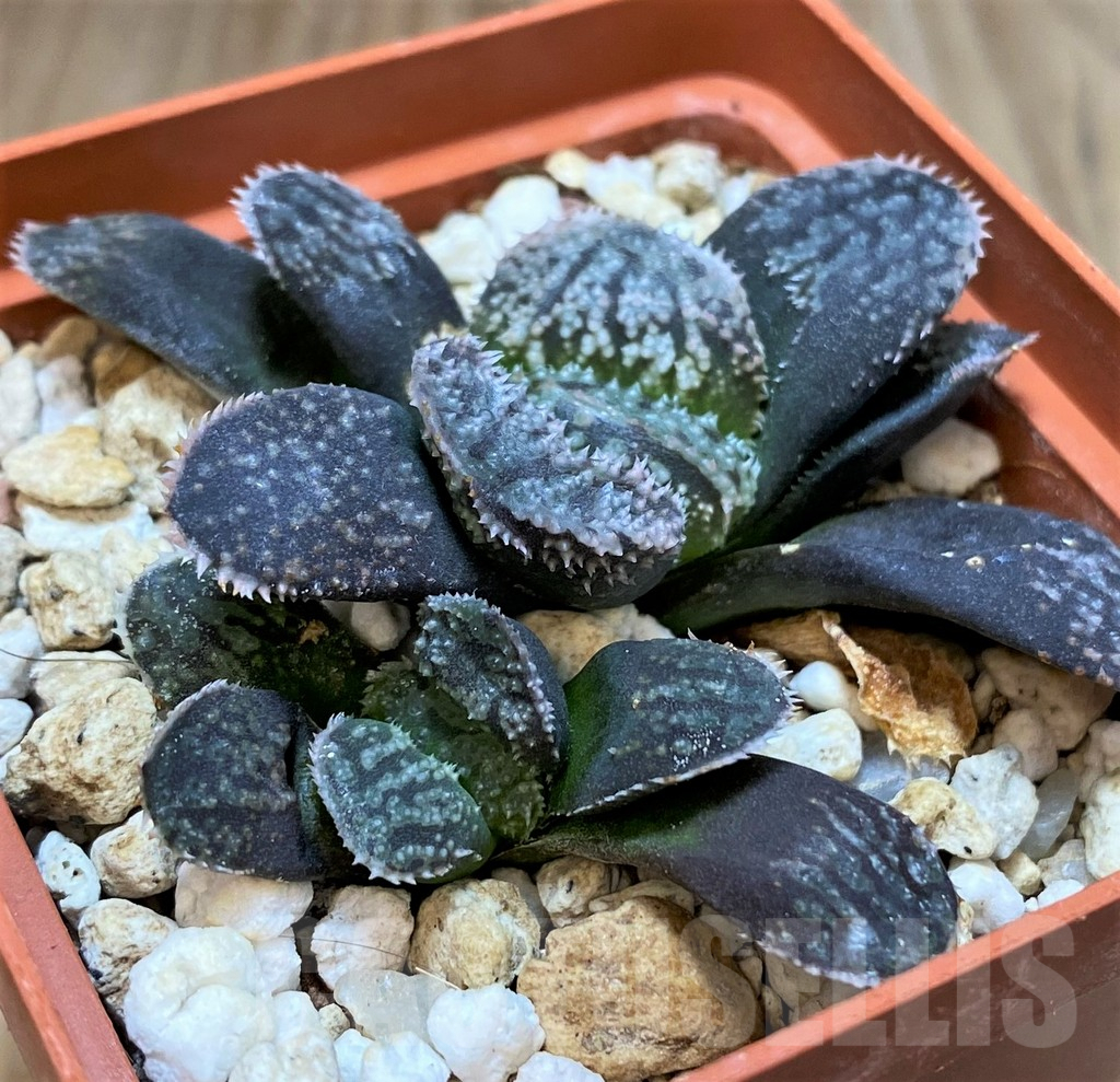 SH3296 Haworthia ‘Mordor’, 2 plants - Image 2
