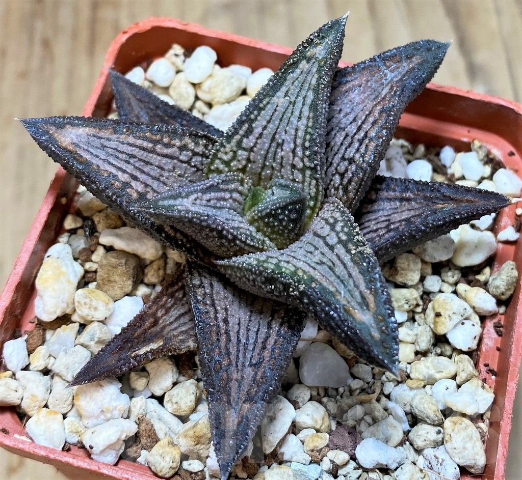 SH3297 Haworthia 'Kintaikyo' - Image 2