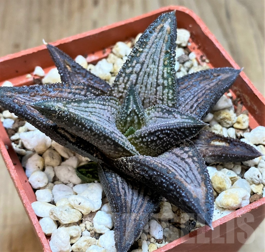 SH3297 Haworthia 'Kintaikyo'