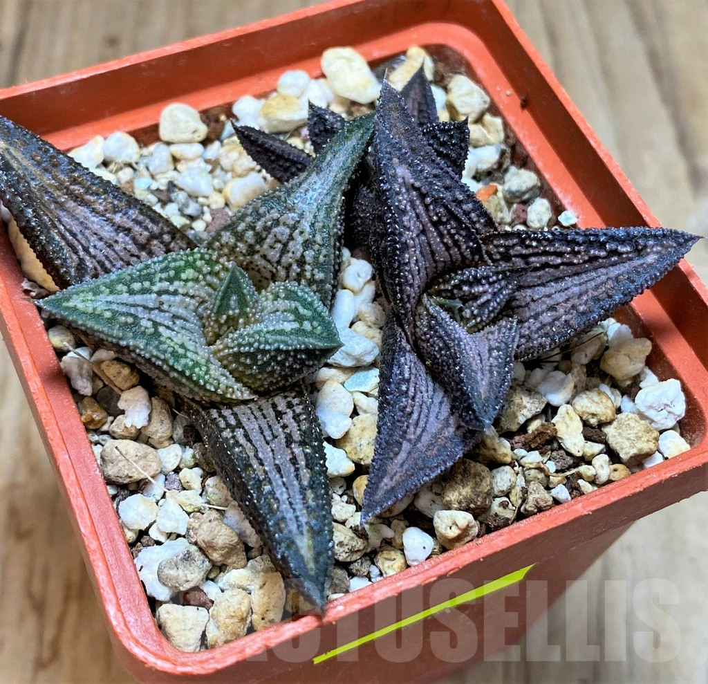 SH3298 Haworthia 'Kintaikyo', 3 plants