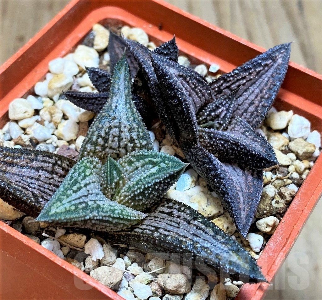 SH3298 Haworthia 'Kintaikyo', 3 plants - Imagen 2