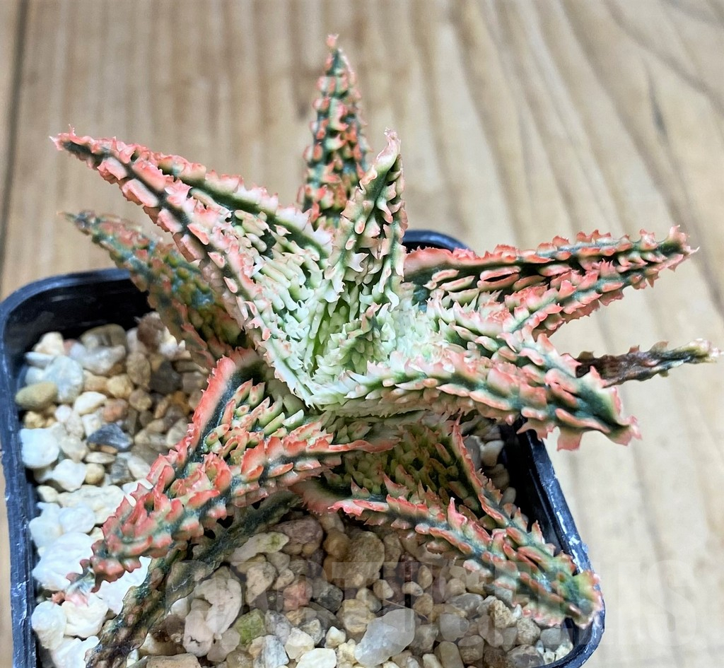 SH3238 Aloe TCT hybrid - immagine 2