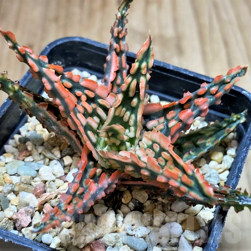 SH3244 Aloe TCT hybrid