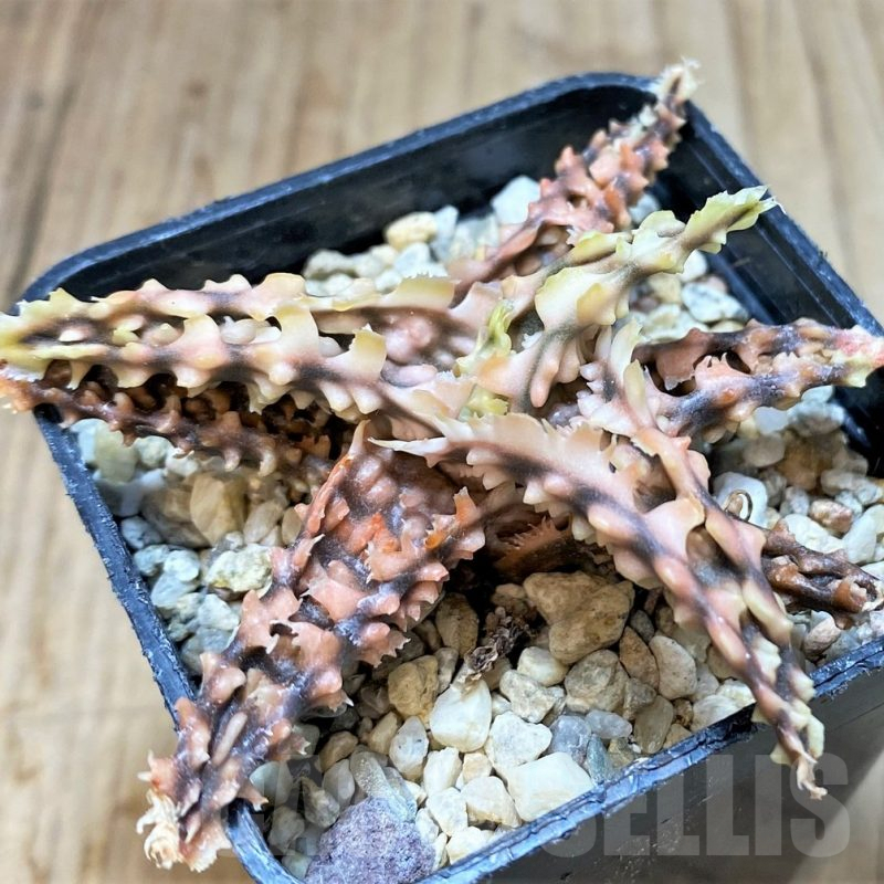 SH3245 Aloe TCT hybrid