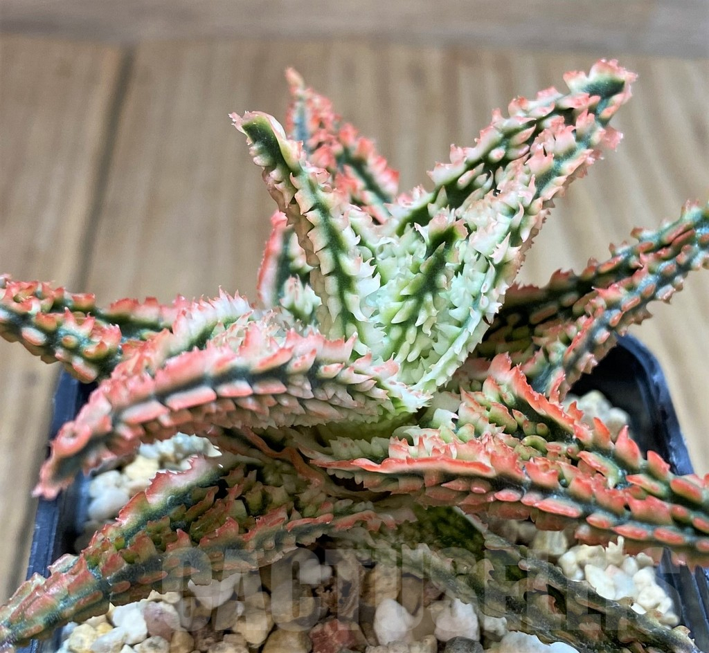 SH3238 Aloe TCT hybrid
