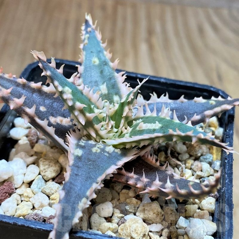 SH3249 Aloe TCT hybrid