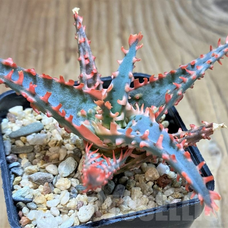 SH3251 Aloe TCT hybrid