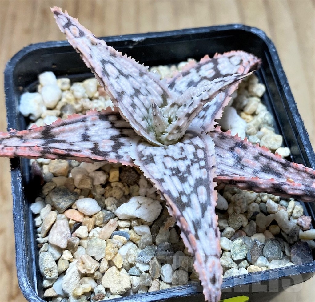 SH3253 Aloe TCT hybrid - Image 2