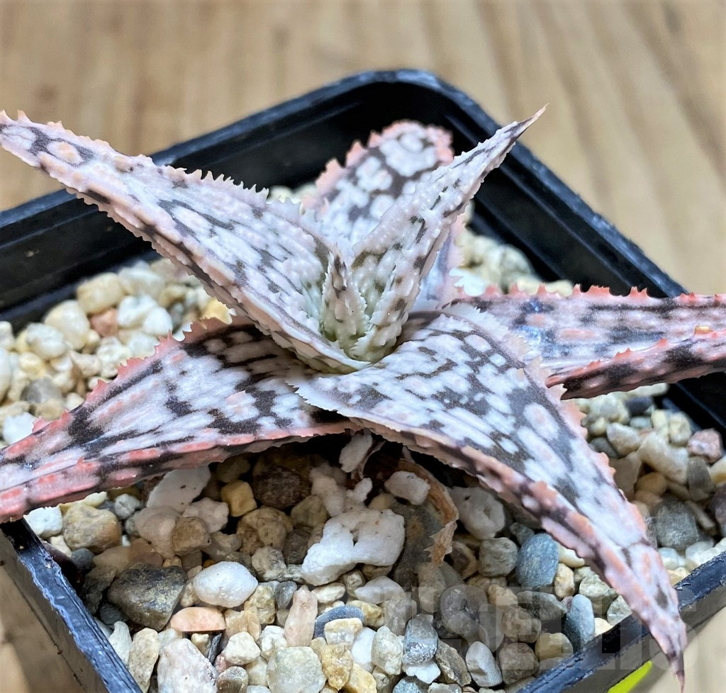 SH3253 Aloe TCT hybrid
