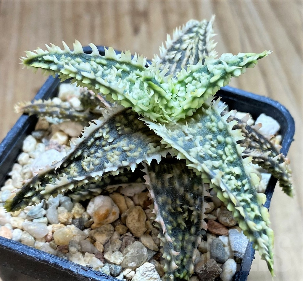 SH3239 Aloe TCT hybrid - immagine 2