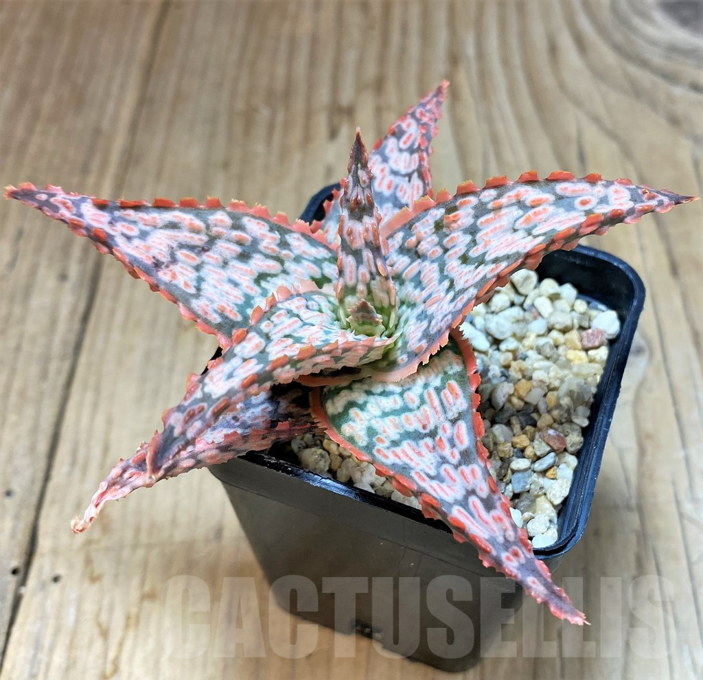 SH3254 Aloe TCT hybrid - Image 2