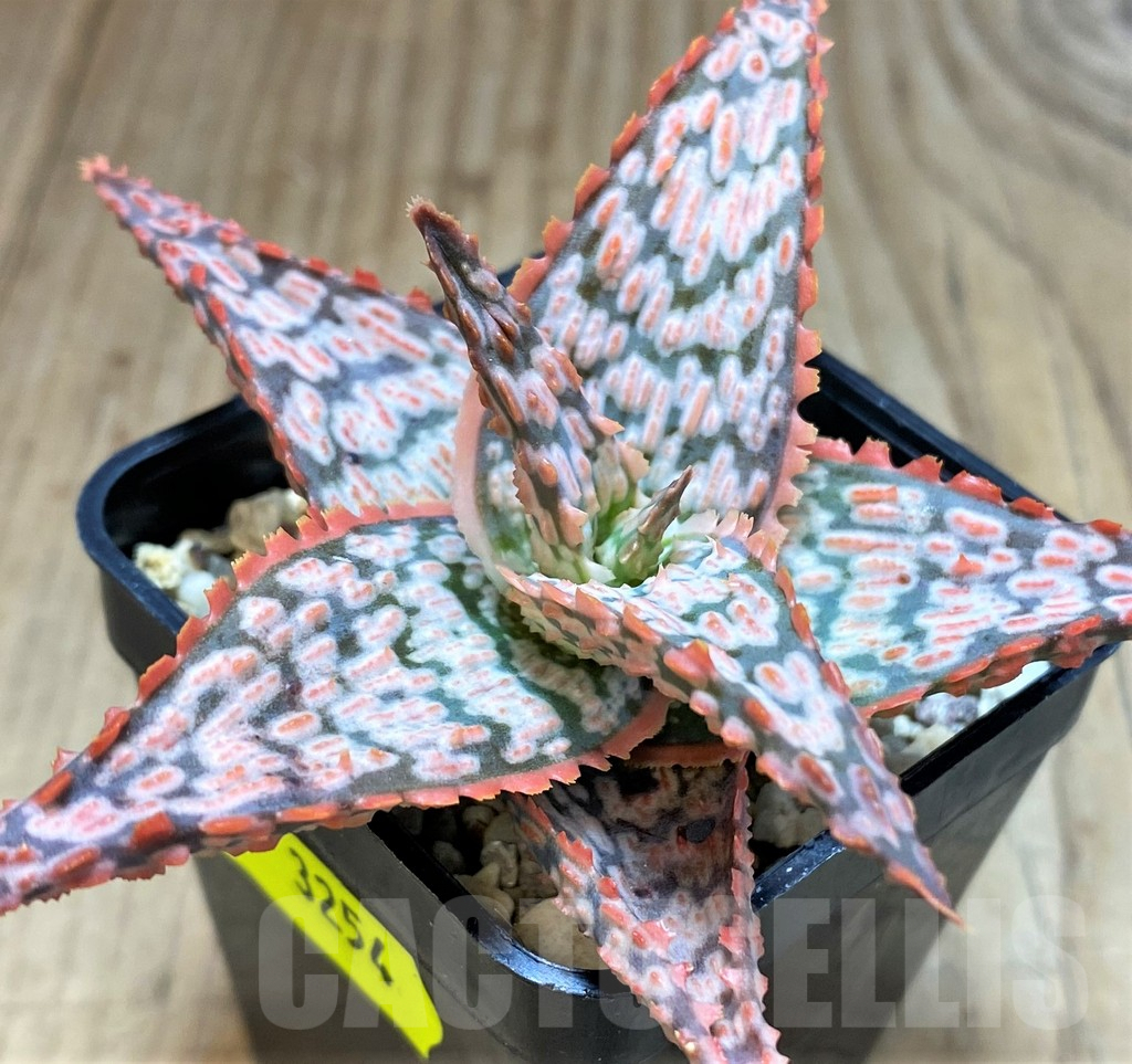 SH3254 Aloe TCT hybrid