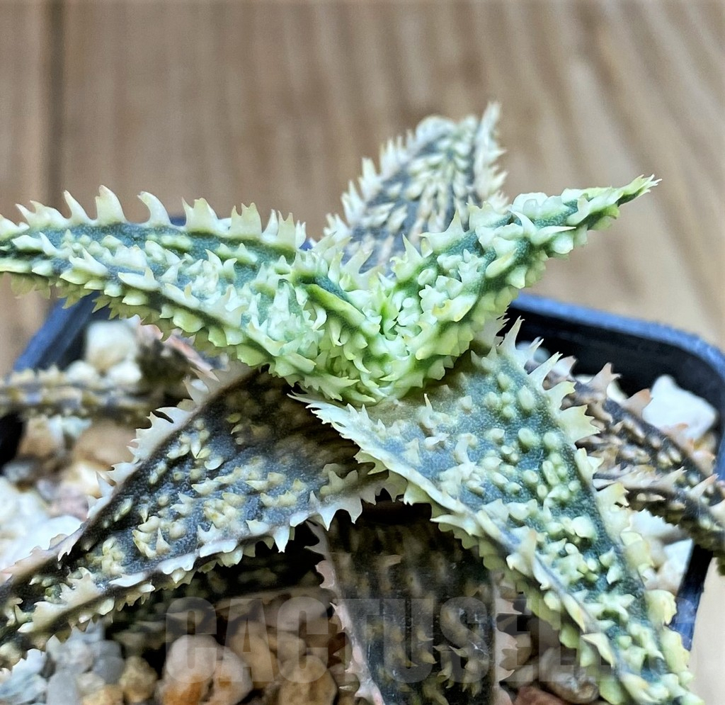SH3239 Aloe TCT hybrid