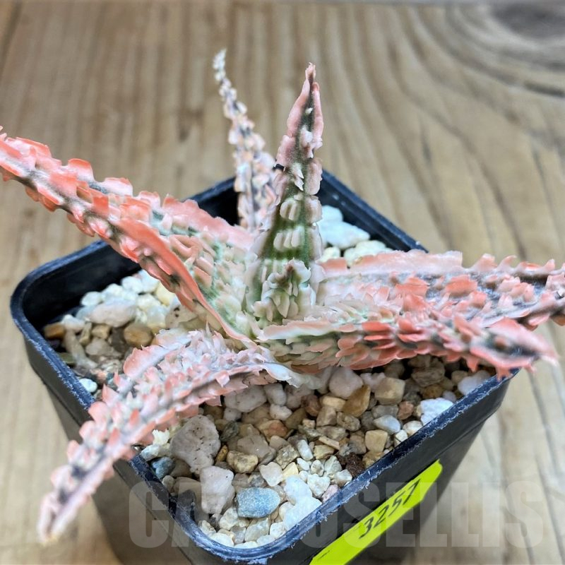 SH3257 Aloe TCT hybrid