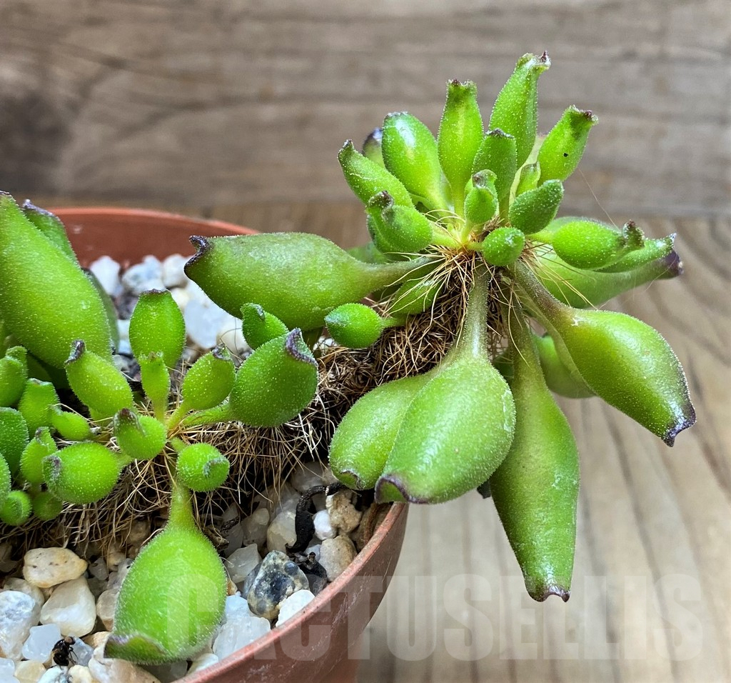 SH3259 Adromischus cristatus v. clavifolius