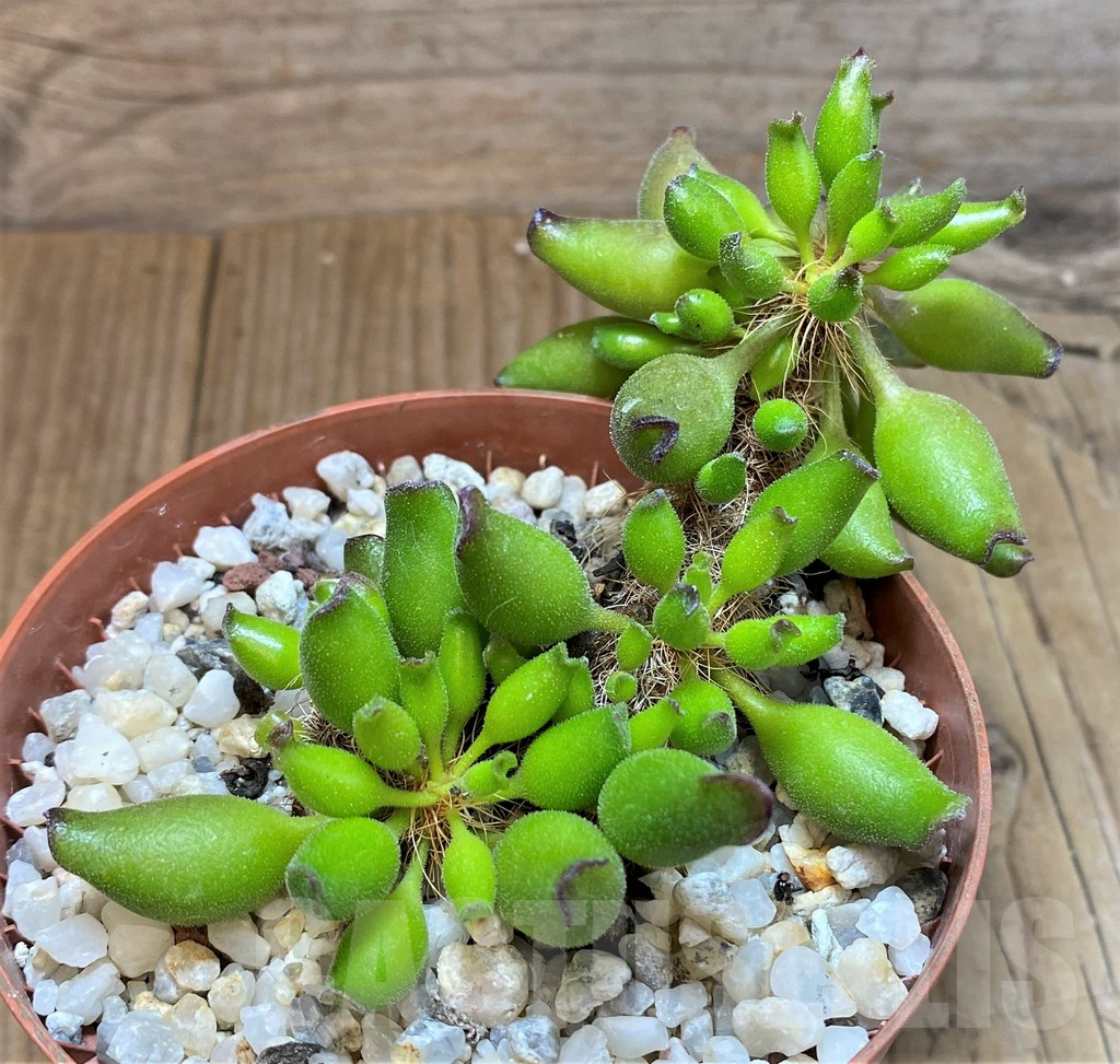 SH3259 Adromischus cristatus v. clavifolius - Imagen 2