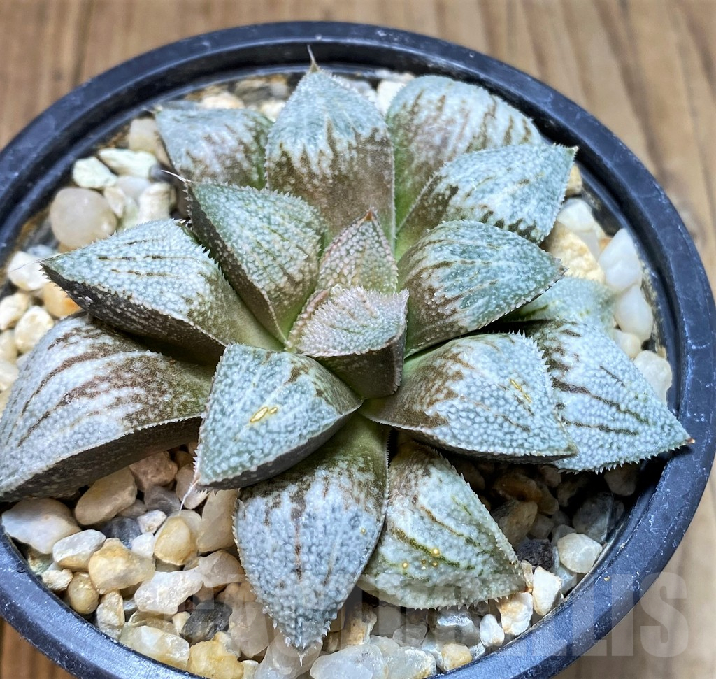 SH3262 Haworthia picta ‘Siutou’ - Image 2