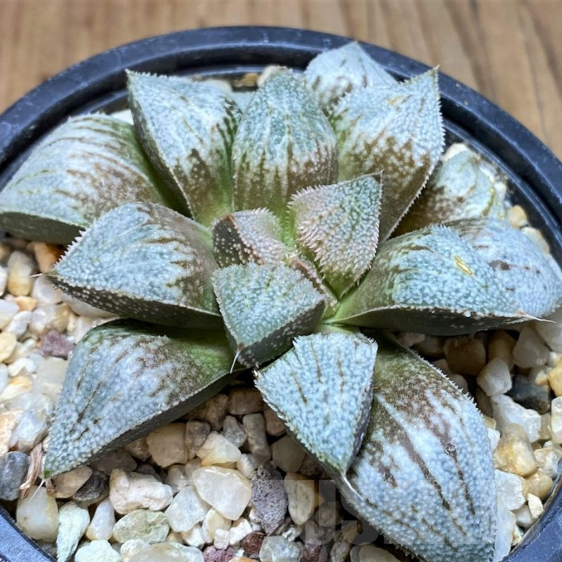 SH3262 Haworthia picta ‘Siutou’