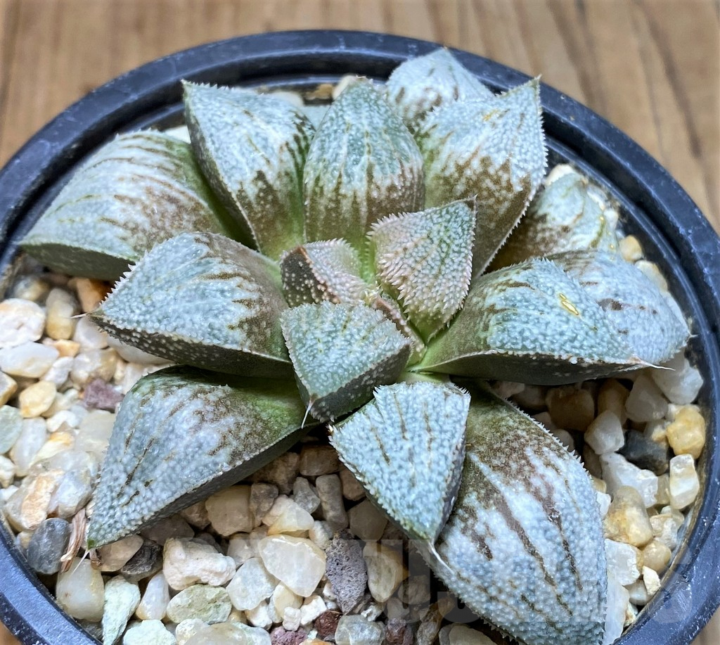 SH3262 Haworthia picta ‘Siutou’