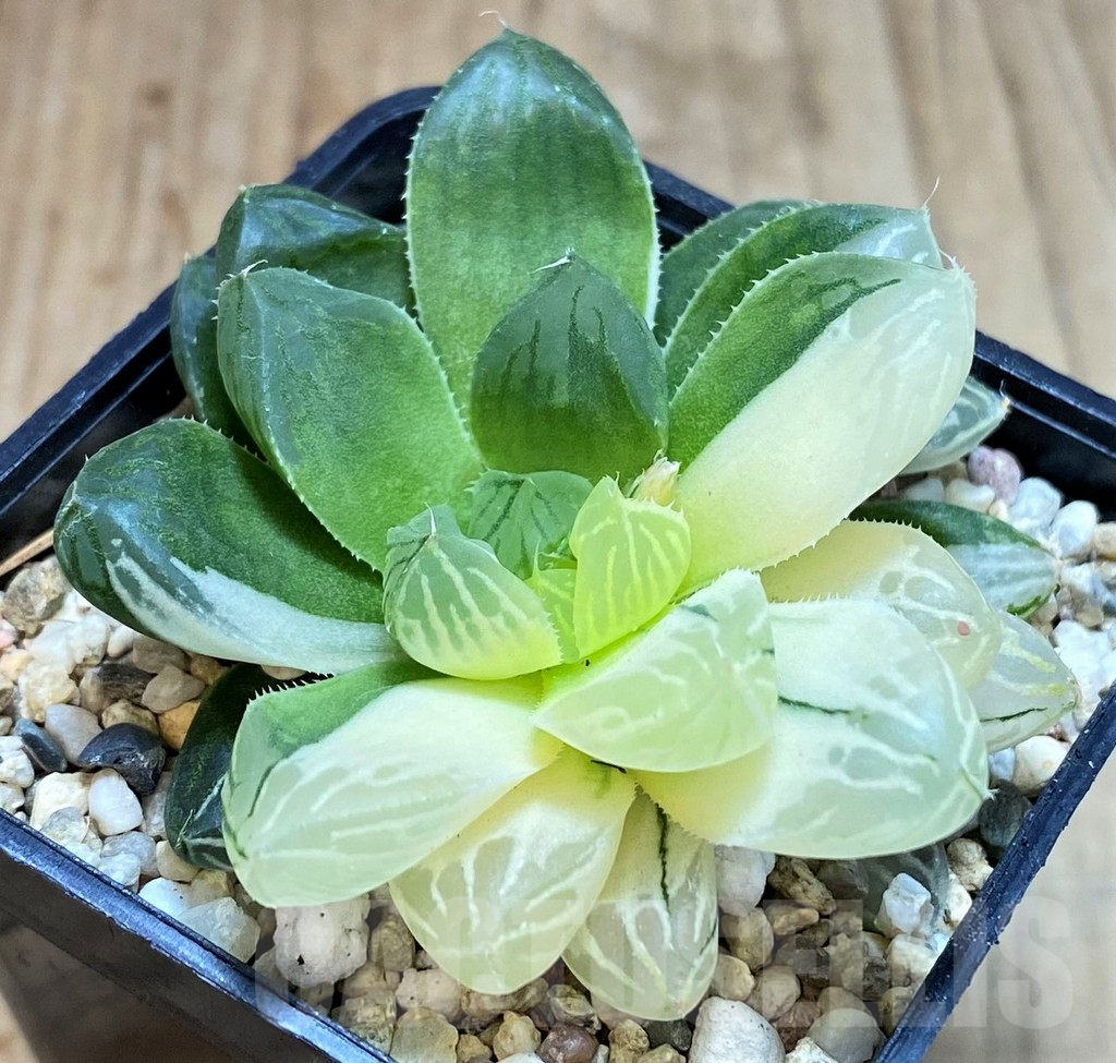 SH3263 Haworthia obtusa 'Marin' f. variegata