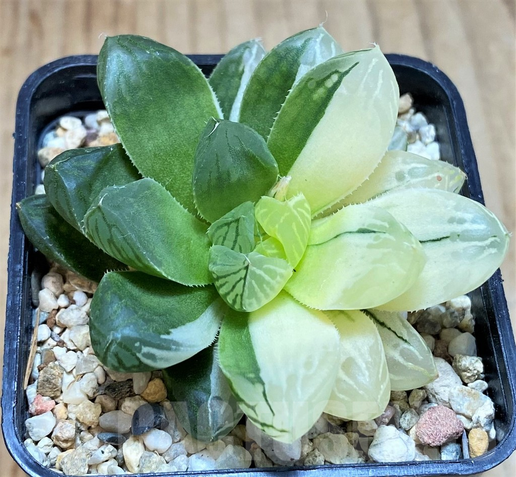 SH3263 Haworthia obtusa 'Marin' f. variegata - Image 2