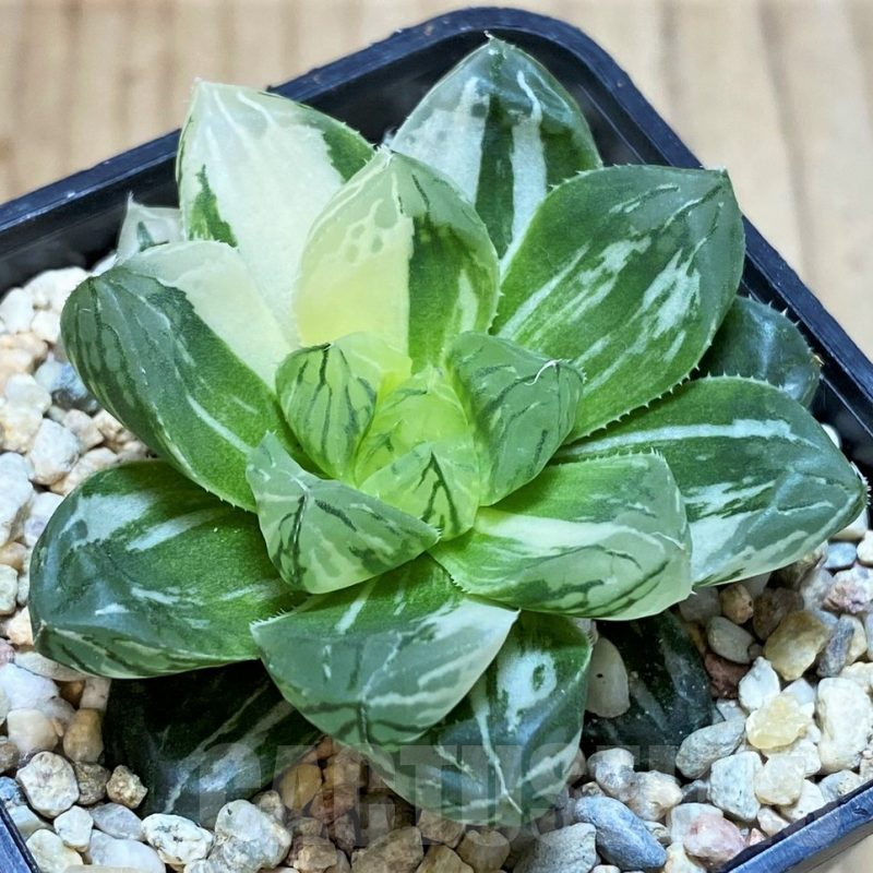 SH3264 Haworthia obtusa 'Marin' f. variegata