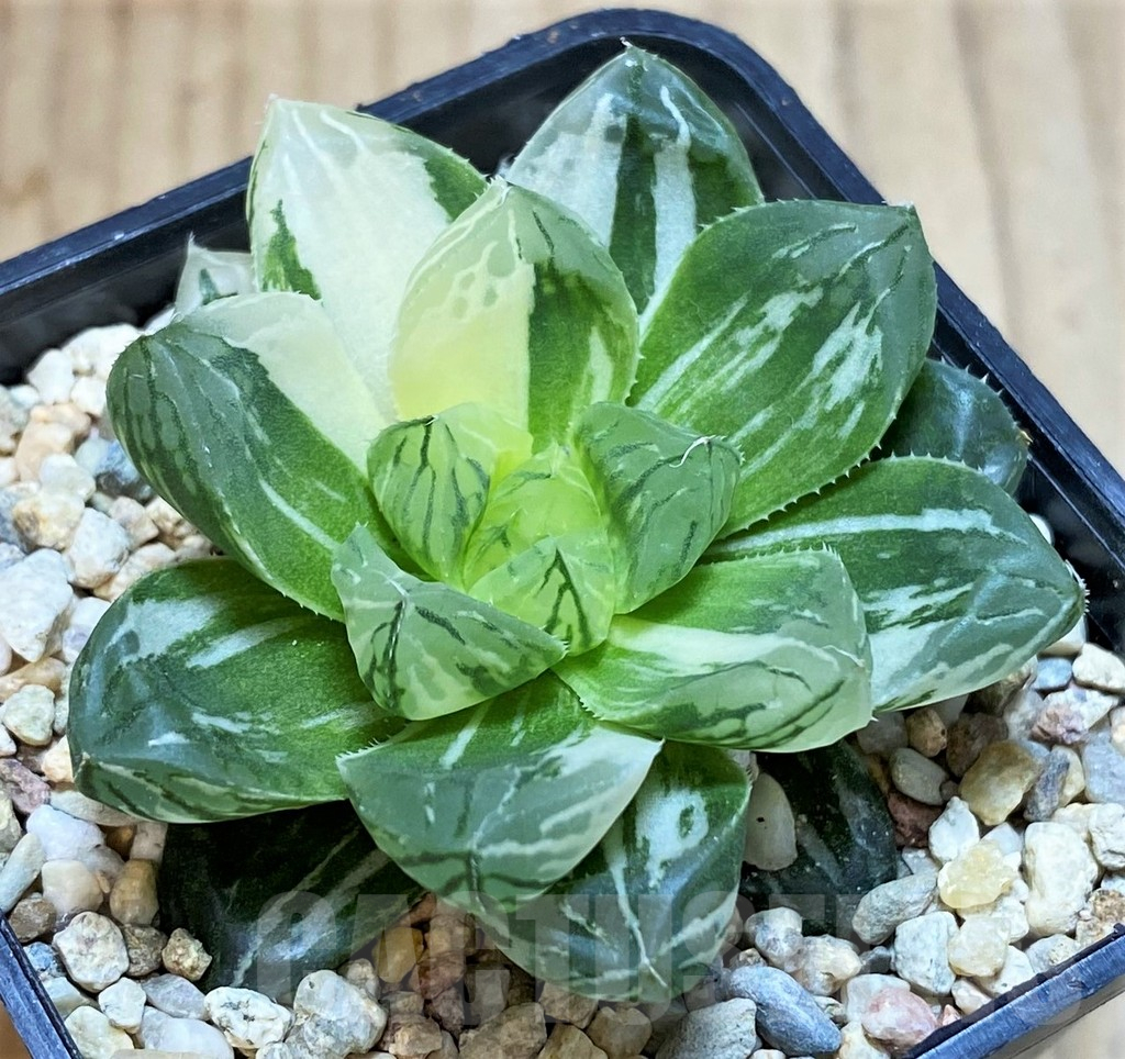 SH3264 Haworthia obtusa 'Marin' f. variegata
