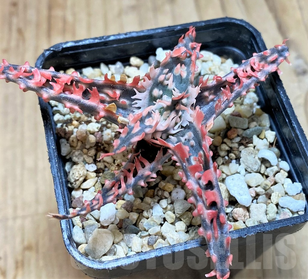 SH3240 Aloe TCT hybrid - Image 2