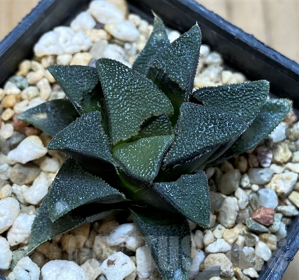 SH3265 Haworthia magnifica v. atrofusca 'Enigma' RSA