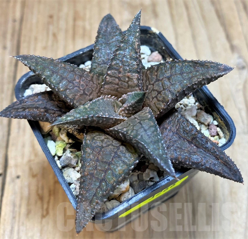 SH3266 Haworthia koelmaniorum 'Dragon King' - Imagen 2