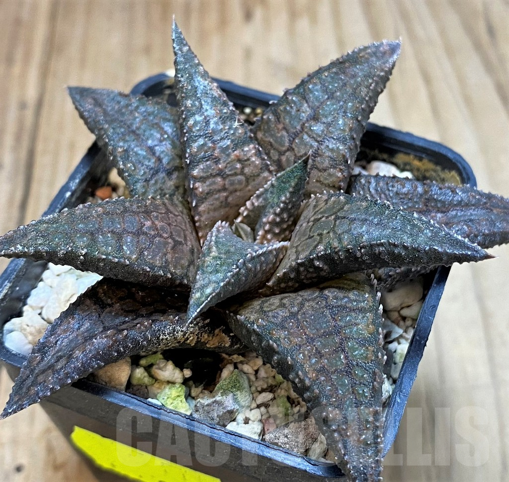 SH3266 Haworthia koelmaniorum 'Dragon King'
