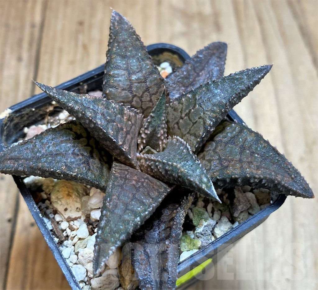SH3266 Haworthia koelmaniorum 'Dragon King' - Imagen 3