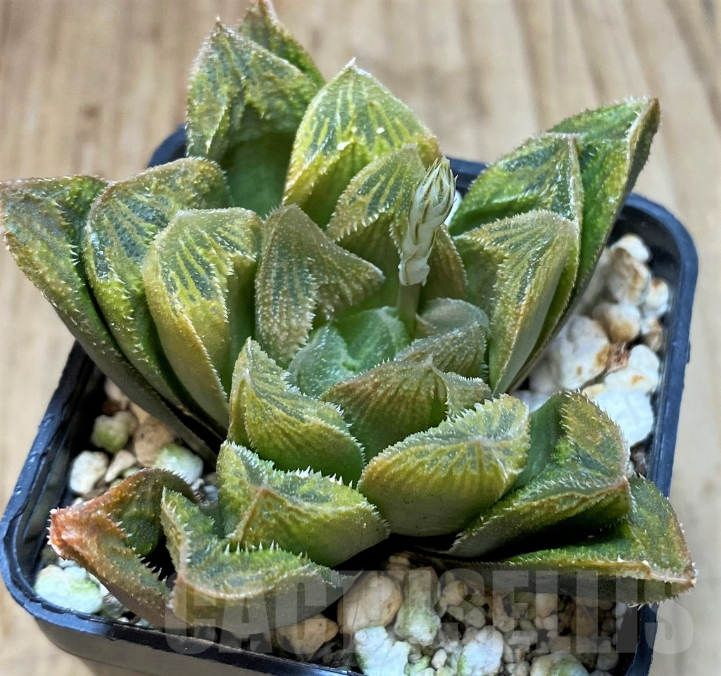 SH3267 Haworthia turgida hybrid - Imagen 3