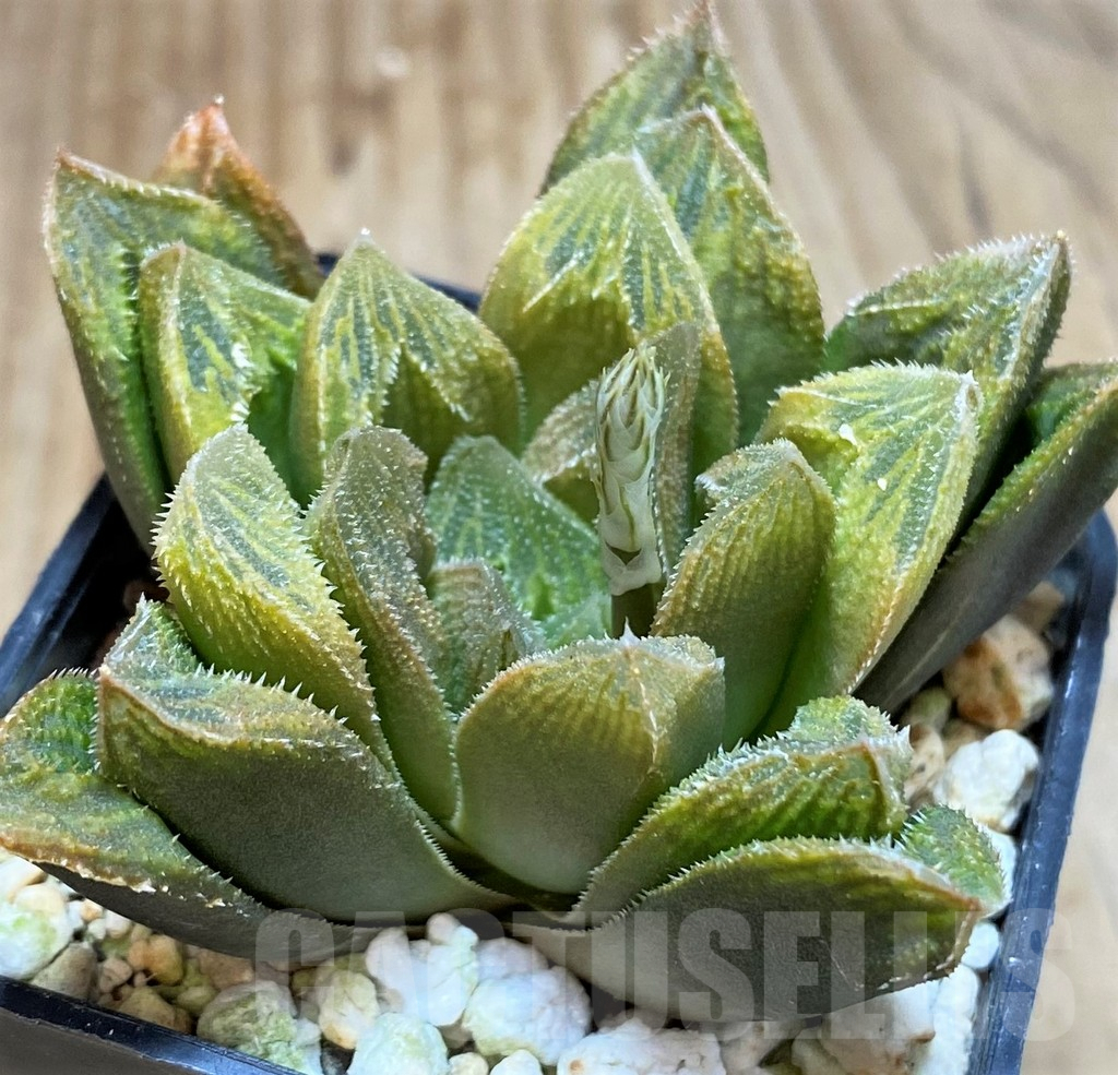 SH3267 Haworthia turgida hybrid