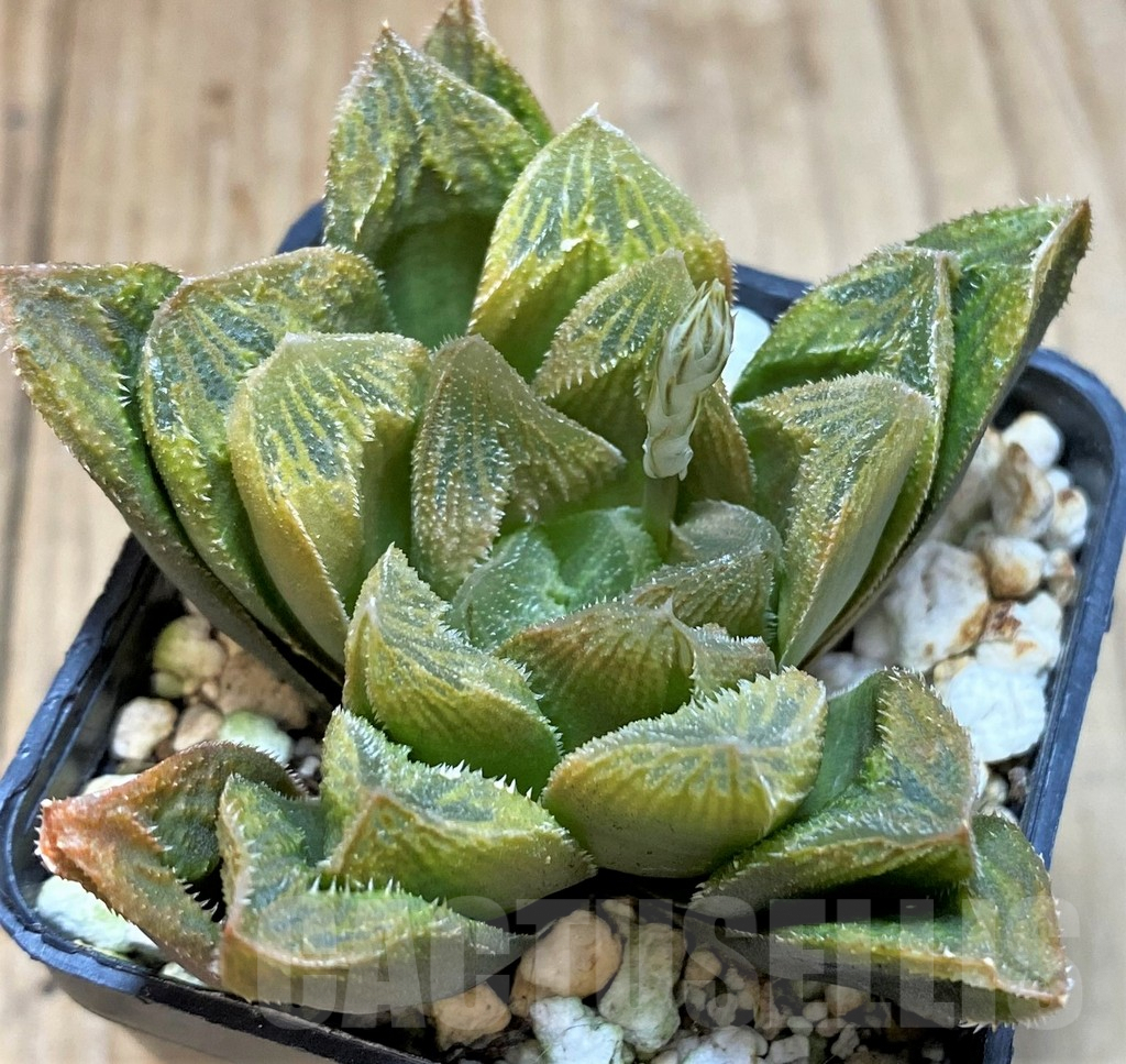 SH3267 Haworthia turgida hybrid - Imagen 2